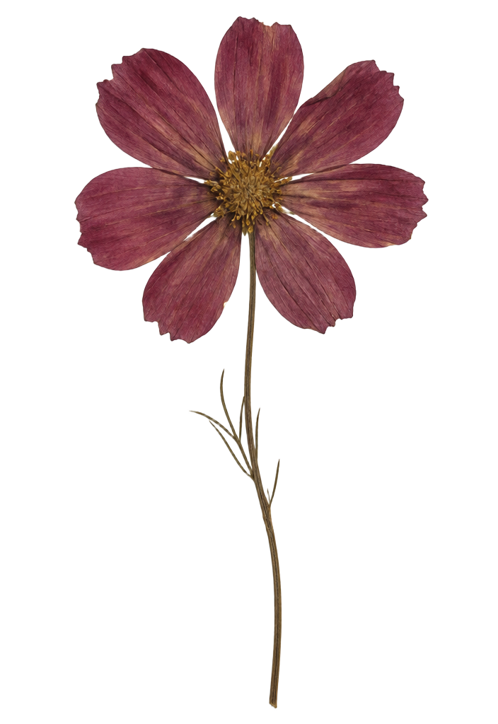 Pressed burgundy cosmos flower